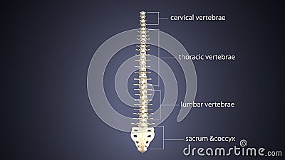 3d illustration of human body spinal bone anatomy Stock Photo