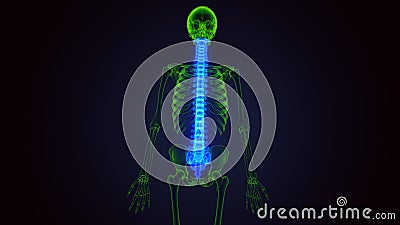 3d render of human skeleton spinal bone anatomy Stock Photo