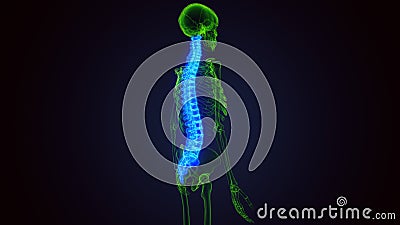 3d render of human skeleton spinal bone anatomy Stock Photo