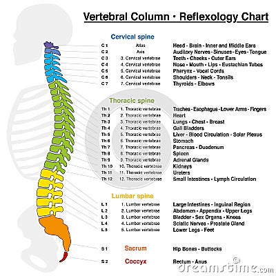 Vertebral Column Reflexology Chart Vector Illustration