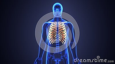 3d illustration of human body ribs cage anatomy Stock Photo