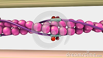 Muscle Contraction Stock Photo