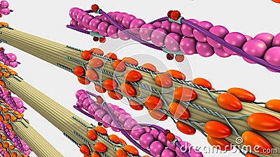 Muscle Contraction Stock Photo