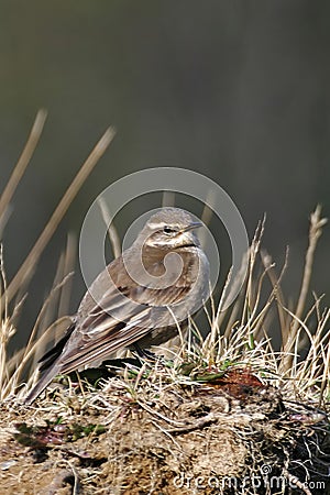 Vertical of Alert Buff-winged Cinclodes, Cinclodes fuscus Stock Photo