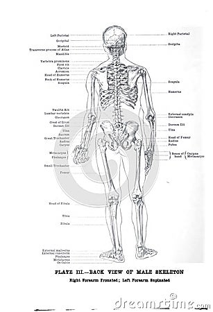 Vertical anatomy drawing and text of the bac view of a male skeleton from the 19th-century Stock Photo