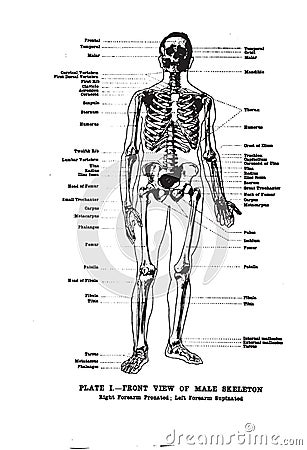 Vertical anatomy drawing and text of the front view of a male skeleton from the 19th-century Stock Photo