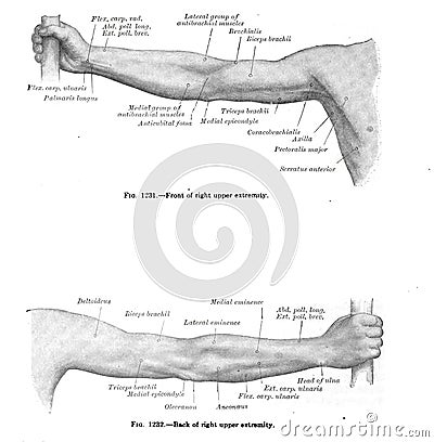 Vertical anatomy drawing and text of the right upper extremity, from the 19th-century Stock Photo