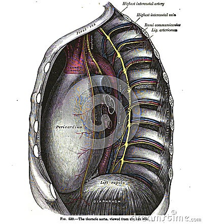 Vertical anatomy drawing and text of the thoracic aorta, from the 19th-century Stock Photo