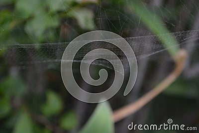 An Australian Spider Web Stock Photo