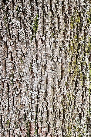 vertical background - bark of old maple tree Stock Photo