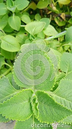 16:9 Vertical background image, “tiger ear” or common name Indian borage. Stock Photo