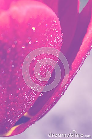 Vertical background made of part of pink colored fragile tulip flower with small dew drops Stock Photo
