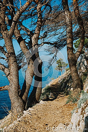 Vertical of beautiful coniferous pine trees with the sunlit seascape view in the background Stock Photo