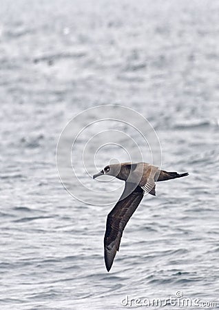 Vertical of a Black-footed Albatross, Phoebastria nigripes Stock Photo