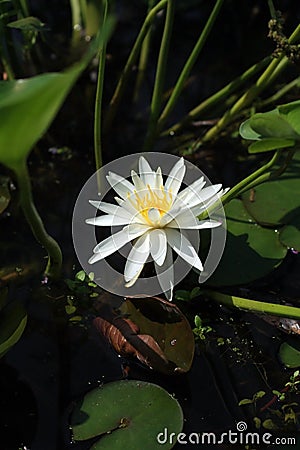 Single white water Lotus lily flowers Stock Photo