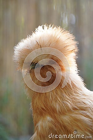 Vertical close up of a fluffy silkie chicken Stock Photo