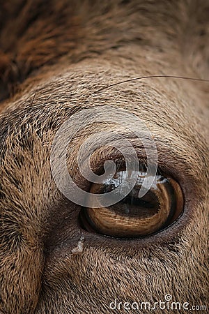 Vertical close-up mesmerizing shot of a buck eye. Stock Photo