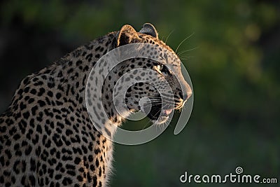 Leopardess in profile Stock Photo