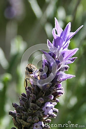Vertical closeup of a bee standing on the sunlit lavender blurred background Stock Photo