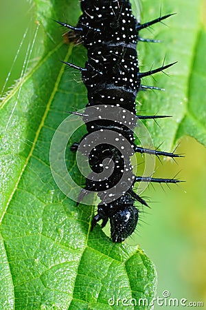 Vertical closeup of a black caterpillar of Inachis io, the Peacock butterfly Stock Photo