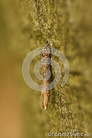 Vertical closeup on a cocoon of the large birch bright micro moth, Taleporia tubulosa Stock Photo