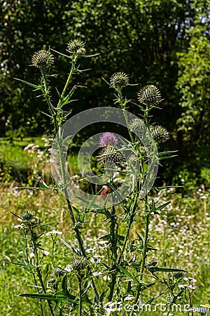 Vertical closeup on a colorful purple spear-thistle flower, Cirsium vulgare Stock Photo