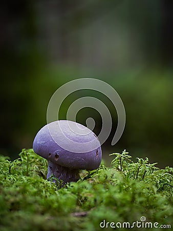 Vertical closeup of a Cortinarius traganus mushroom, purple fungus against a blurred background Stock Photo