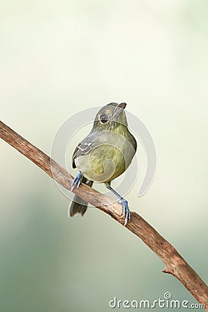 Vertical closeup of a Cuban Vireo perching on a wooden stick Stock Photo
