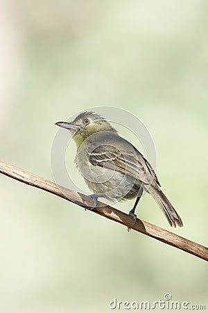 Vertical closeup of a Cuban Vireo perching on a wooden stick Stock Photo