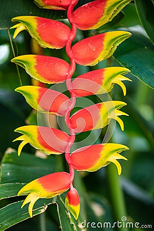 Vertical closeup of a false bird of paradise flower under the sunlight at daytime Stock Photo