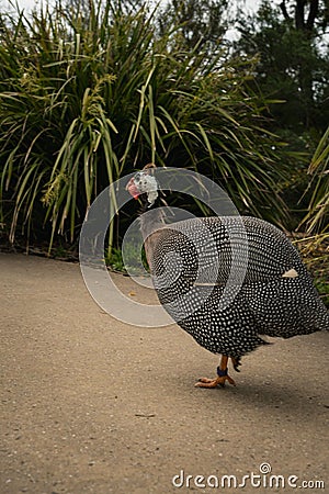 Vertical closeup of a female helmeted guineafowl, Numida meleagris. Stock Photo