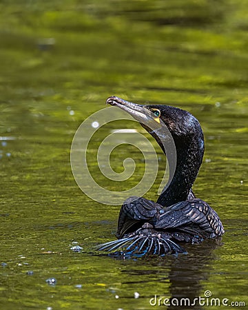 Vertical closeup of a great cormorant swimming in a pond Stock Photo