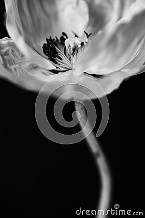 Vertical closeup greyscale shot of an anemone flower against a black background Stock Photo