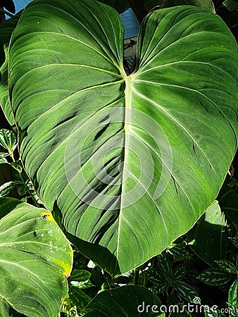 Vertical closeup of large green Colocasia plant leaf in the forest Stock Photo