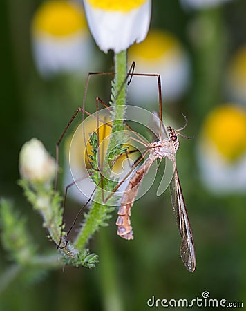 Vertical closeup macro focus shot of Liponeura Cinerascens insect Stock Photo