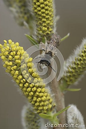 Vertical closeup on a male red-bellied miner Andrena ventralis, sitting on a yellow flowering Willow plant Stock Photo
