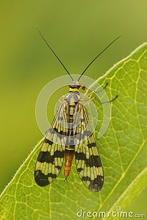 Vertical closeup on a Meadow scorpionfly, Panorpa vulgaris Stock Photo