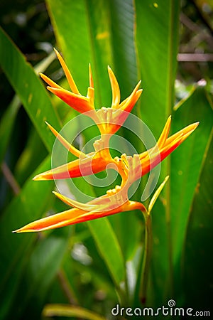 Vertical closeup of orange Heliconia psittacorum flower - tropical wallpaper Stock Photo