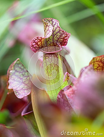 Vertical closeup of a pink flowering crimson pitcher plant, Sarracenia leucophylla in a field Stock Photo