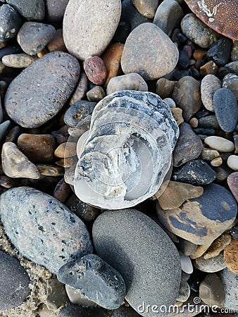 Vertical closeup of the seashell on the small rocks. Stock Photo