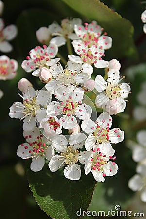 Vertical closeup shot of Aronia flowers with a blurred background Stock Photo