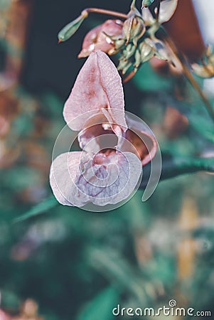 Vertical closeup shot of a beautiful pink balsam flower in a garden Stock Photo