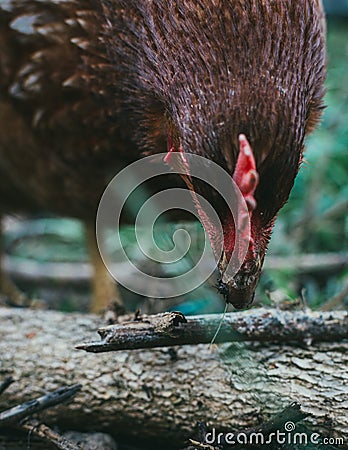 Vertical closeup shot of a chicken pecking at a fallen tree trunk in the middle of nature Stock Photo