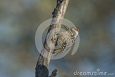 Vertical closeup shot of a cute woodpecker on a wooden trunk with blurred background Stock Photo