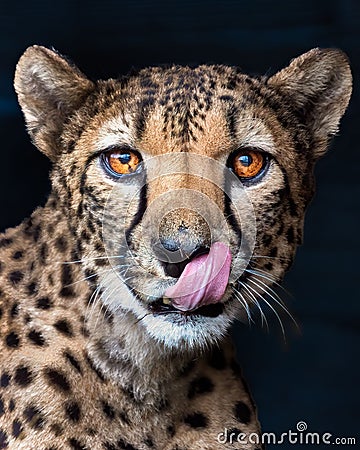 Vertical closeup shot of the details on a beautiful spotted cheetah licking its snout Stock Photo