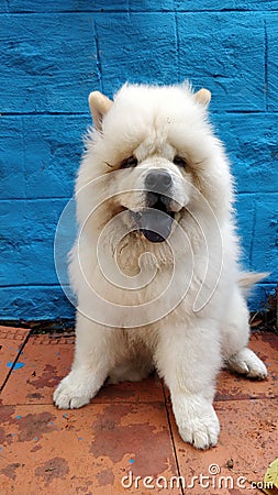 Vertical closeup shot of a fluffy cute white chow chow dog Stock Photo
