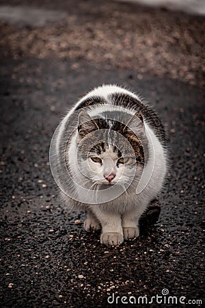 Vertical closeup shot of the fluffy Cyprus cat (Felis catus) sitting on the asphalt, looking aside Stock Photo