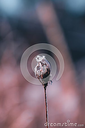 Vertical closeup shot of a frozen dried plants Stock Photo