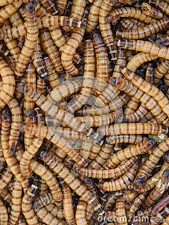 Vertical closeup shot of a group of superworms on each other Stock Photo
