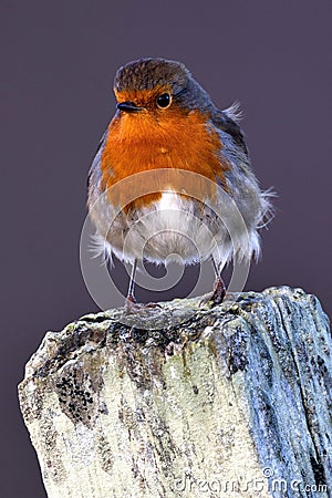 Vertical closeup shot of an orange robin bird perched on a piece of wood Stock Photo